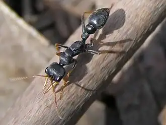 Myrmecia pilosula