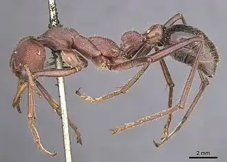 Myrmecia flavicoma