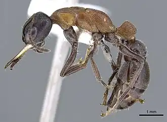 Myrmecia acuta