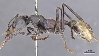 Myrmecia athertonensis