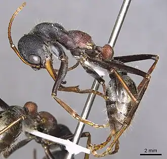Myrmecia borealis