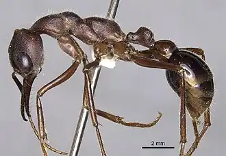 Myrmecia browningi