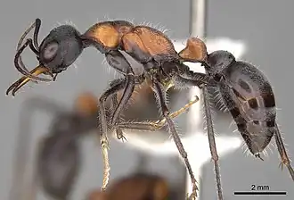 Myrmecia chasei