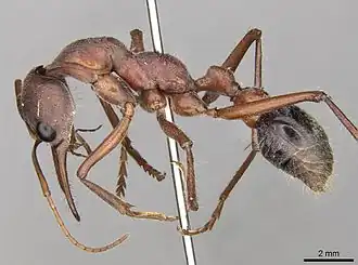 Myrmecia comata