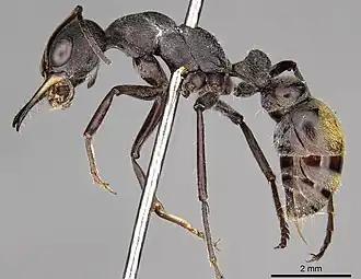 Myrmecia cydista