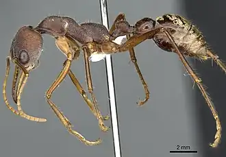 Myrmecia eungellensis
