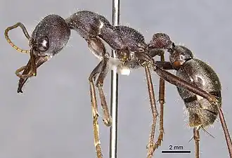 Myrmecia fabricii