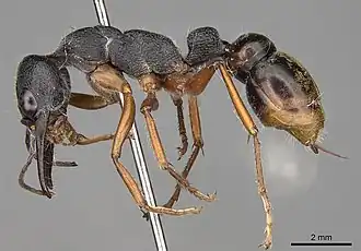 Myrmecia fulviculis