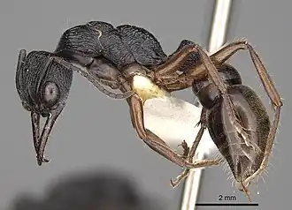 Myrmecia fulvipes