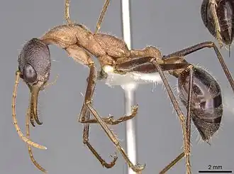 Myrmecia fuscipes