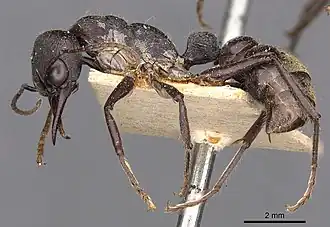Myrmecia gilberti