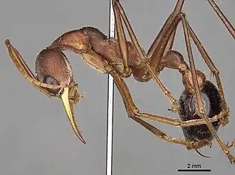 Myrmecia gratiosa