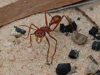 Myrmecia gulosa