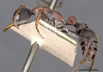 Myrmecia harderi