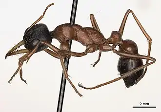 Myrmecia hilli