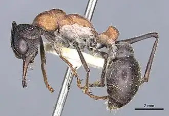 Myrmecia ludlowi