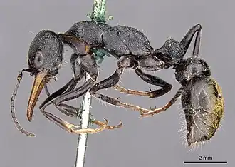 Myrmecia luteiforceps