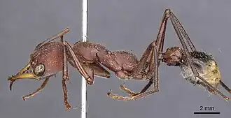 Myrmecia minuscula