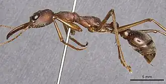 Myrmecia mjobergi