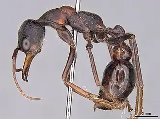 Myrmecia pulchra