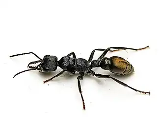 Myrmecia queenslandica