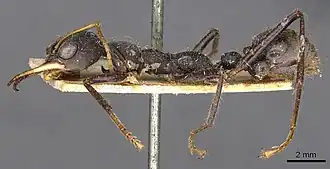 Myrmecia rowlandi
