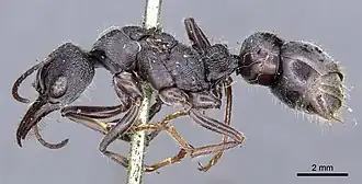 Myrmecia rugosa