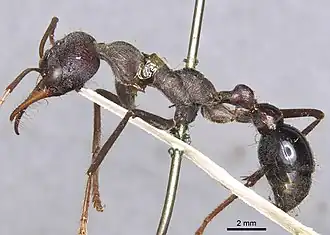 Myrmecia simillima