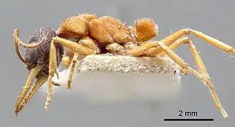 Myrmecia testaceipes