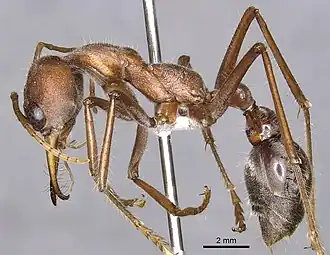 Myrmecia tridentata