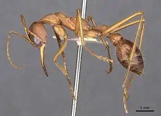 Myrmecia vindex