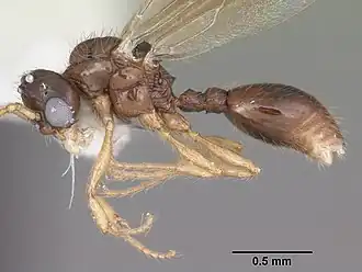Myrmecina americana