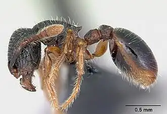 Myrmecina sinensis