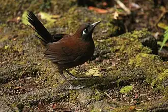 Blauwmaskermiervogel