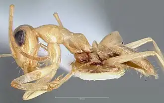 Myrmecocystus christineae