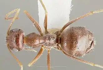 Myrmecocystus colei