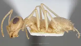 Myrmecocystus ewarti