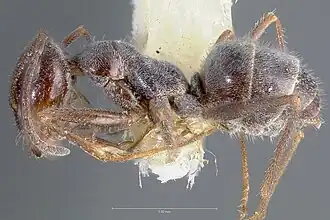 Myrmecocystus hammettensis
