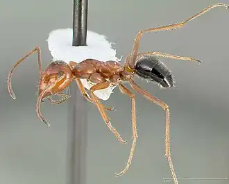 Myrmecocystus kennedyi