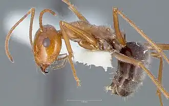 Myrmecocystus koso