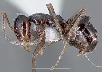 Myrmecocystus lugubris