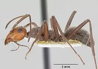 Myrmecocystus melliger