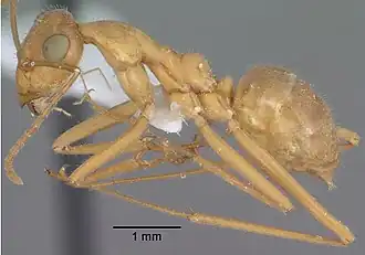 Myrmecocystus mexicanus