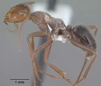 Myrmecocystus mimicus