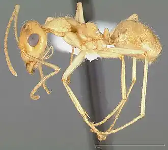 Myrmecocystus navajo