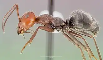 Myrmecocystus placodops