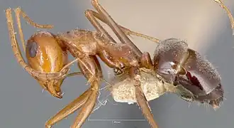 Myrmecocystus romainei