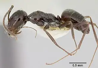 Myrmecocystus snellingi