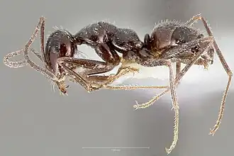 Myrmecocystus tenuinodis