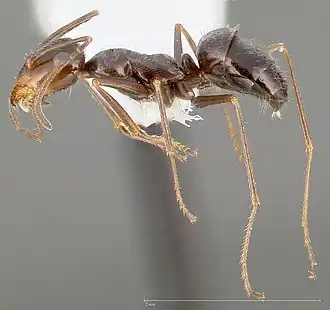 Myrmecocystus yuma